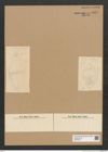 Diatomeae indet. Zeichnungen Sammlung Grunow Nr. 6359 (NHMW-BOT-W0375014)